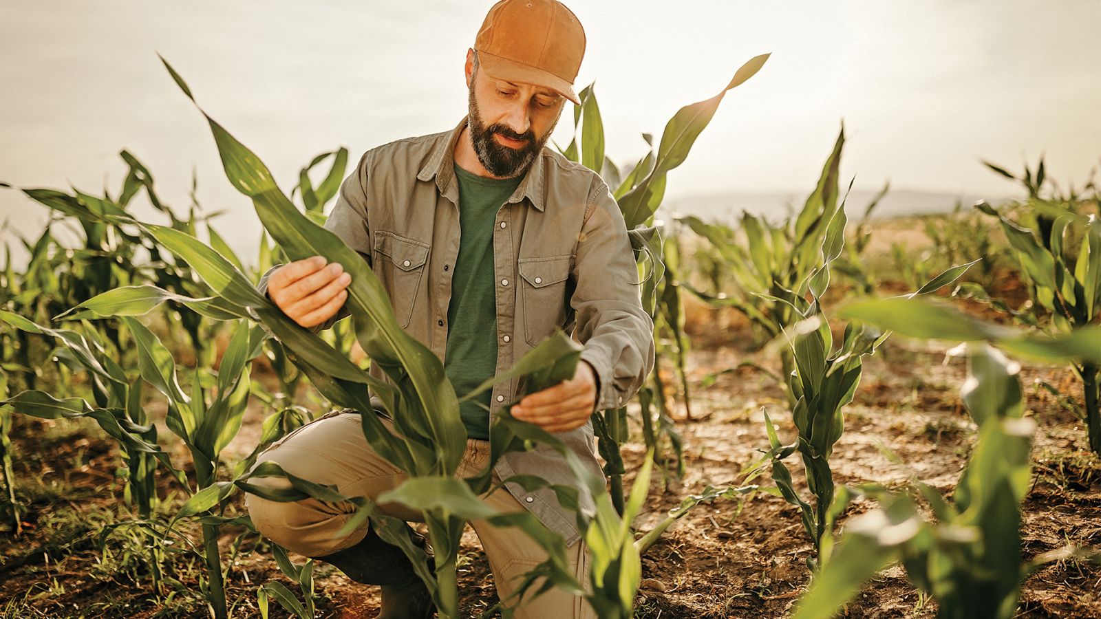 corn field at sunset